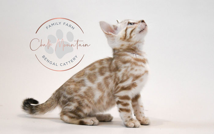 Bengal kitten for sale